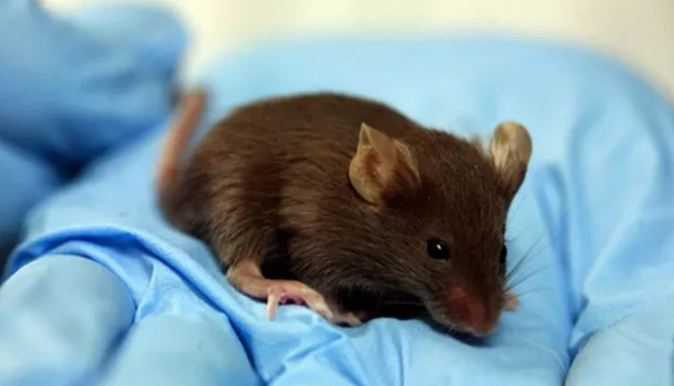 Không phải cừu Dolly, chú chuột Cumulina này mới là thành tựu tuyệt vời của nhân bản động vật Không phải cừu Dolly, chú chuột Cumulina này mới là thành tựu tuyệt vời của nhân bản động vật