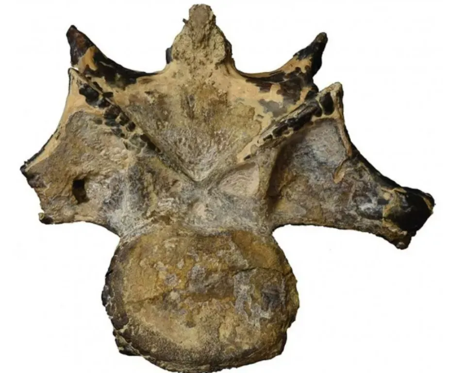 Kinh ngạc tìm thấy hóa thạch khủng long 100 triệu năm tuổi ngay giữa sa mạc Sahara Kinh ngạc tìm thấy hóa thạch khủng long 100 triệu năm tuổi ngay giữa sa mạc Sahara