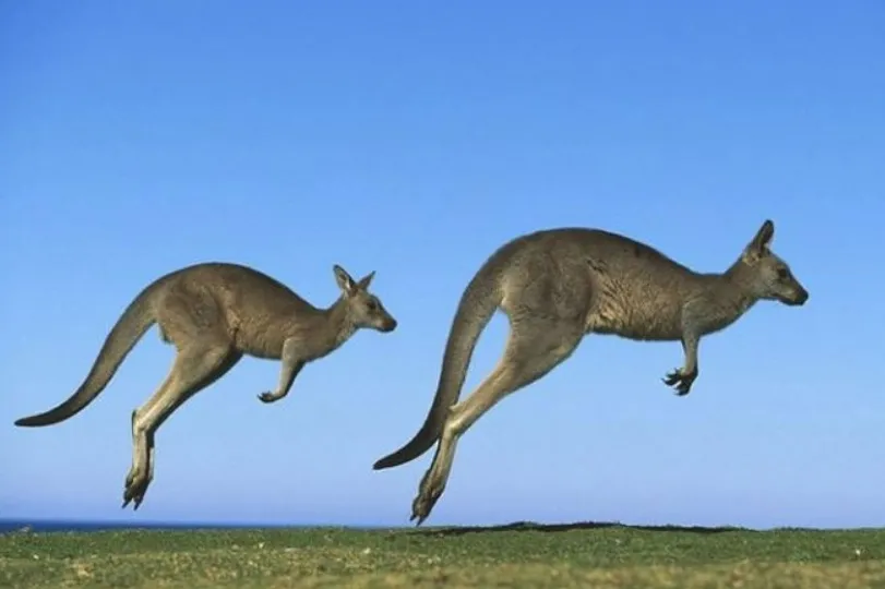 Cách đây 40.000 năm, chuột túi nguyên thủy khổng lồ nặng tới 3 tấn Cách đây 40.000 năm, chuột túi nguyên thủy khổng lồ nặng tới 3 tấn