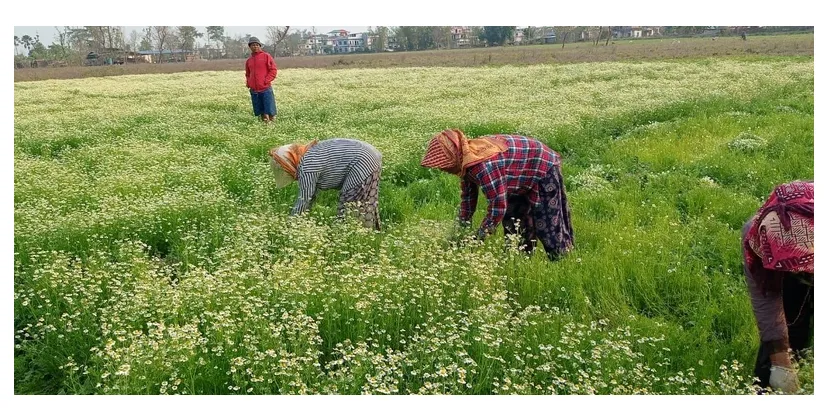 TikTokers tàn phá các cánh đồng hoa cúc, gây thiệt hại hàng trăm triệu đồng TikTokers tàn phá các cánh đồng hoa cúc, gây thiệt hại hàng trăm triệu đồng