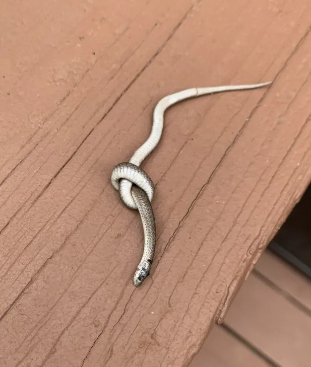 Rắn săn mồi phiên bản đời thực: đăng xuất vì tự thắt lưng chính mình! Dân mạng đau đầu giải thích vì sao Rắn săn mồi phiên bản đời thực: đăng xuất vì tự thắt lưng chính mình! Dân mạng đau đầu giải thích vì sao