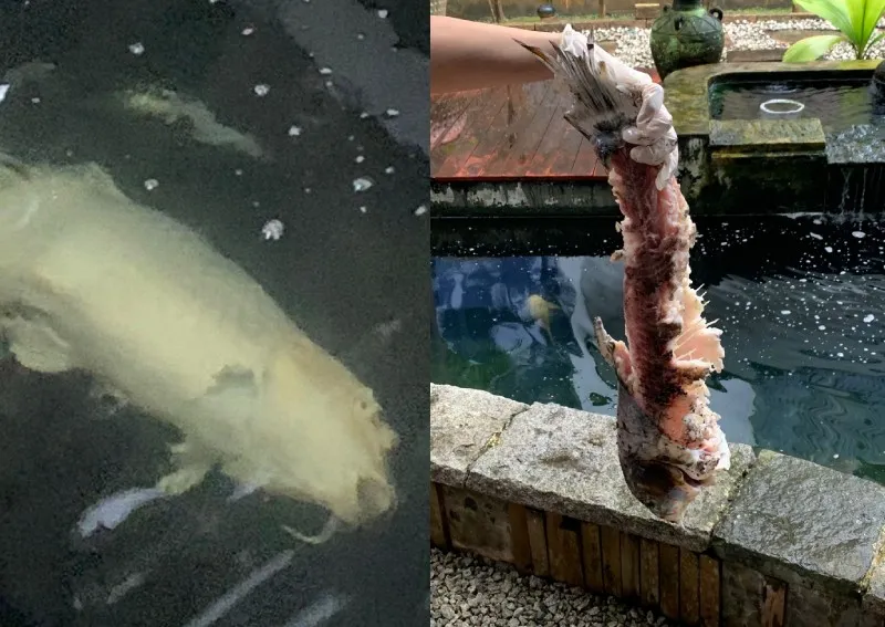 Chỉ sau 1 đêm, hàng chục con cá koi trị giá nghìn đô “ch.ết không toàn thây”, chủ ao cá bàng hoàng khi phát hiện ra sự thật   Chỉ sau 1 đêm, hàng chục con cá koi trị giá nghìn đô “ch.ết không toàn thây”, chủ ao cá bàng hoàng khi phát hiện ra sự thật