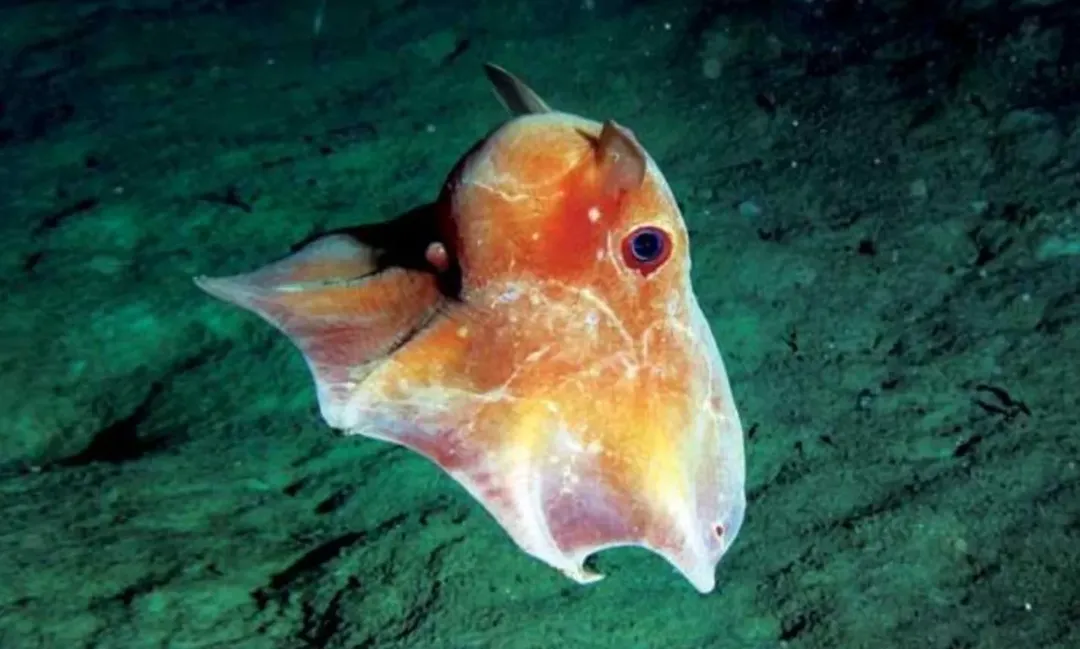 Nhìn loài bạch tuộc cực hiếm và dễ thương sống ở dưới đáy biển này bạn mới thấy thiên nhiên kỳ thú đến dường nào Nhìn loài bạch tuộc cực hiếm và dễ thương sống ở dưới đáy biển này bạn mới thấy thiên nhiên kỳ thú đến dường nào