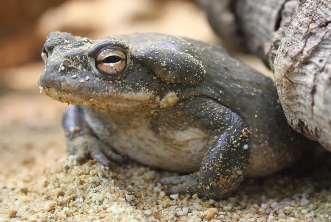 Cóc khổng lồ dài 18 cm có độc tố cực mạnh, hít nhẹ thôi cũng đủ để gây ảo giác Cóc khổng lồ dài 18 cm có độc tố cực mạnh, hít nhẹ thôi cũng đủ để gây ảo giác